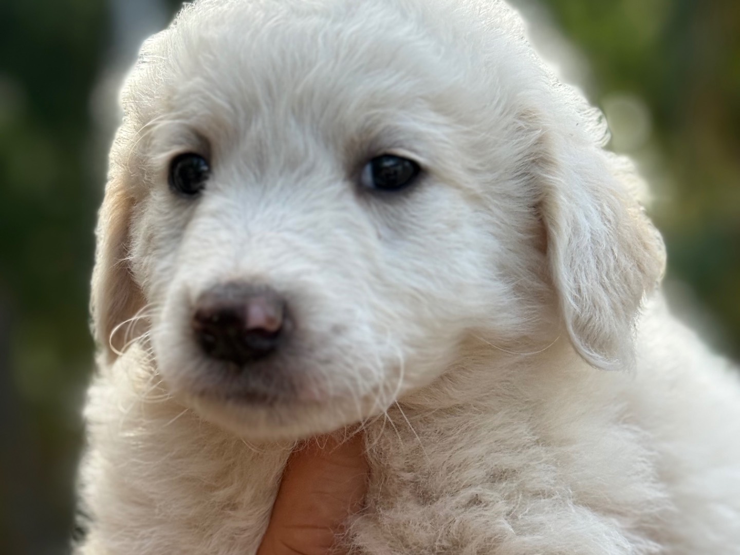 Adotta un cane, taglia media, maschio, Catanzaro