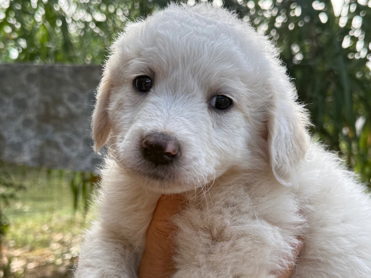 Vuoi adottare un cane a Catanzaro?