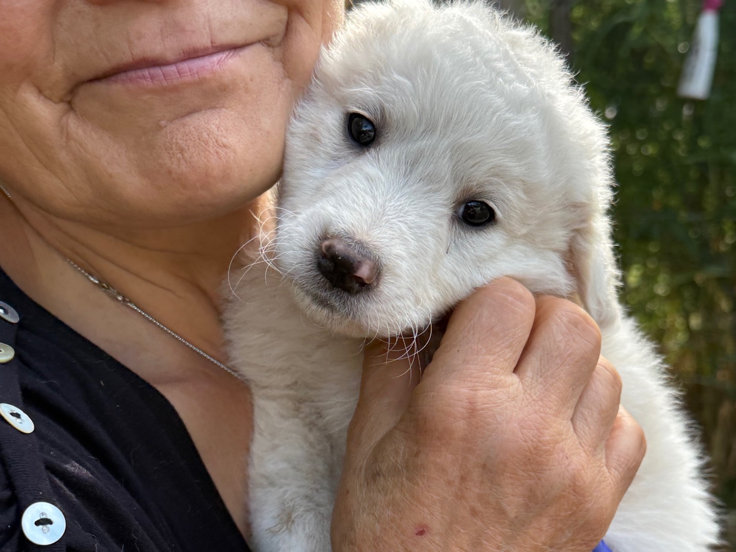 Adotta il cane River a Catanzaro