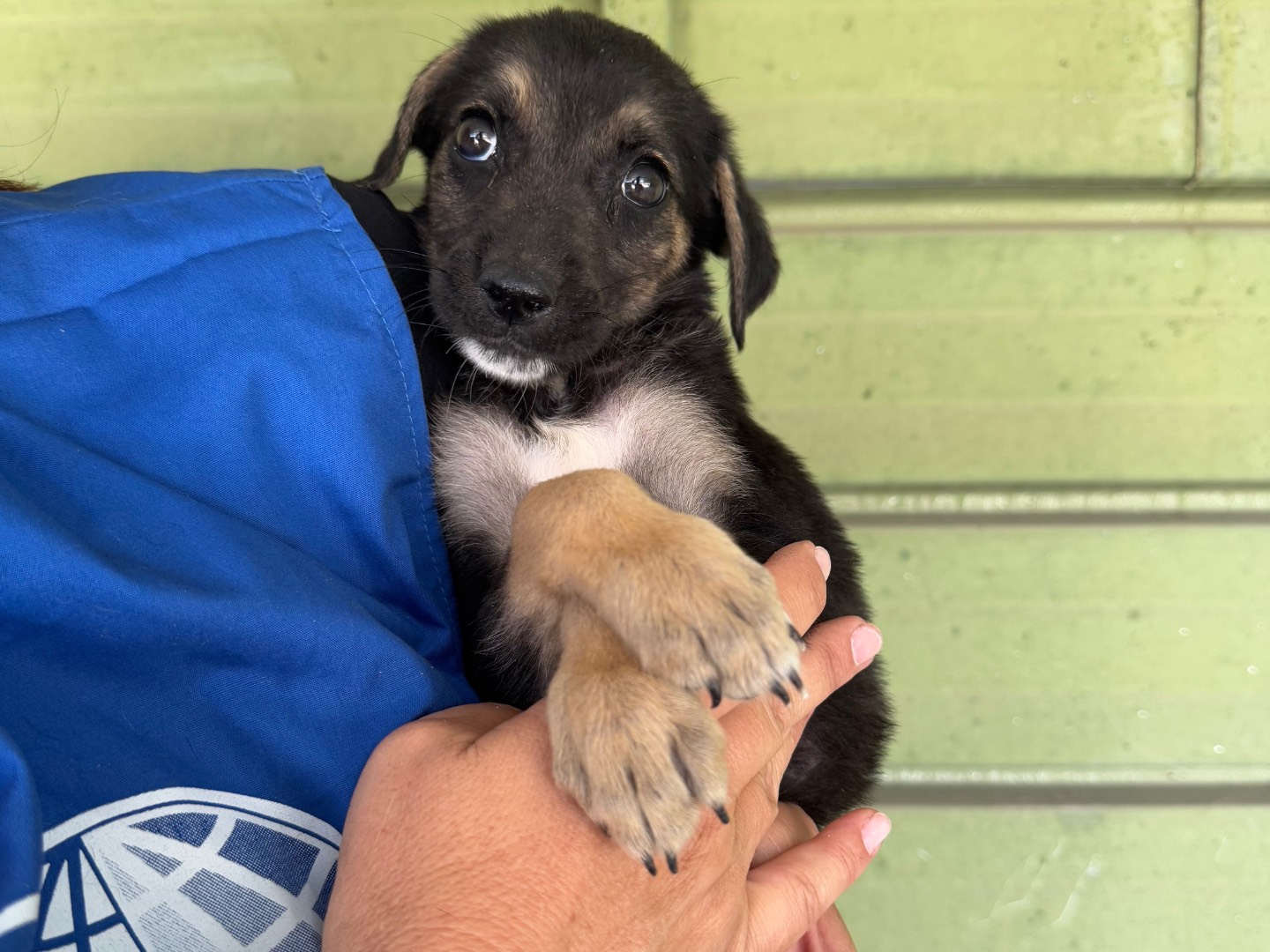 Adozione cane, femmina, Razza sconosciuta Razza sconosciuta, 6 mesi, taglia media, Napoli