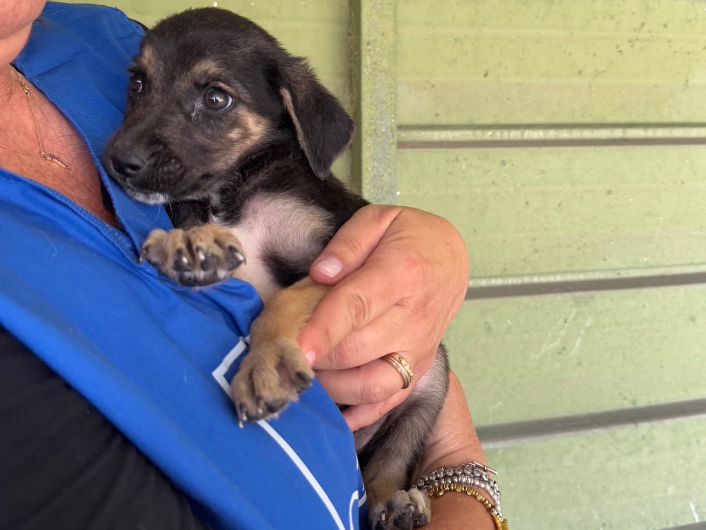 Adotta un cane, femmina, 6 mesi, Napoli