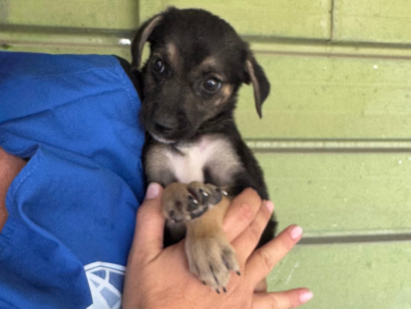 Adotta un cane, taglia media, femmina, Napoli