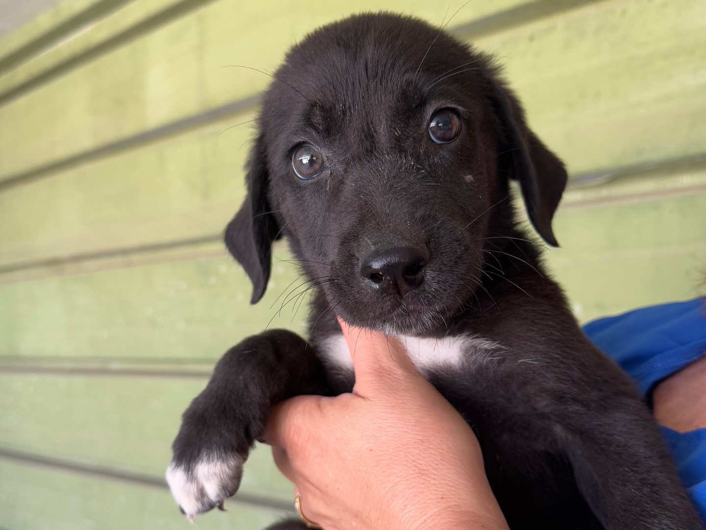 Adozione cane, maschio, Razza sconosciuta Razza sconosciuta, 7 mesi, taglia media, Napoli