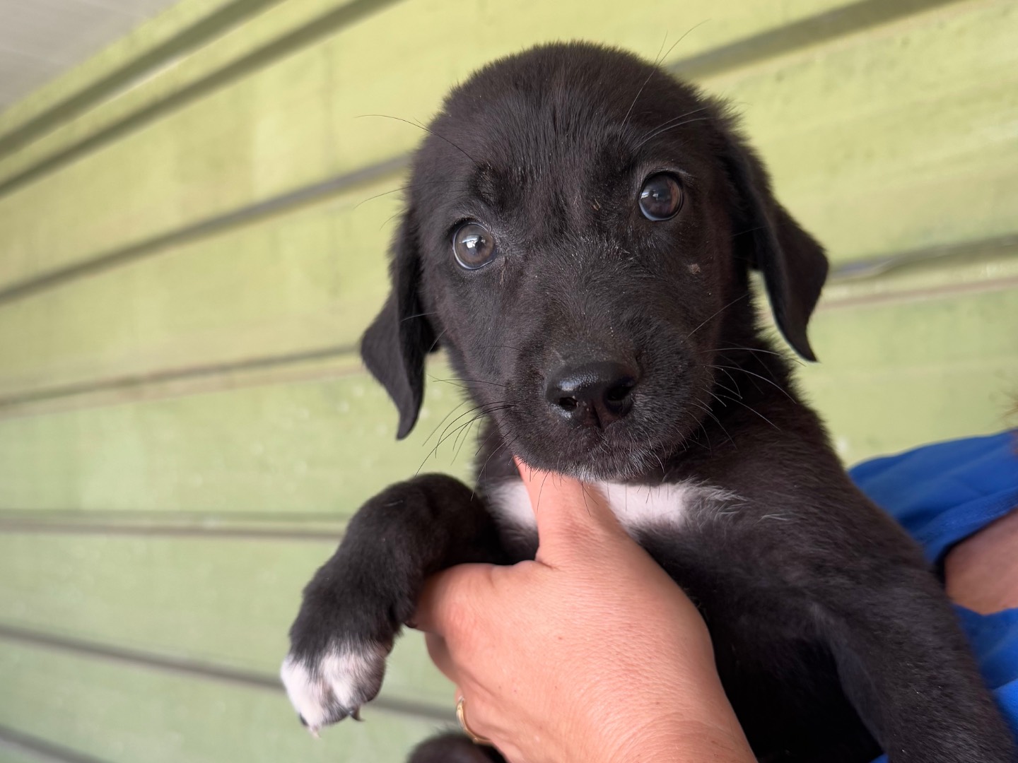 Adozione cane, maschio, Razza sconosciuta Razza sconosciuta, 2 mesi, taglia media, Napoli