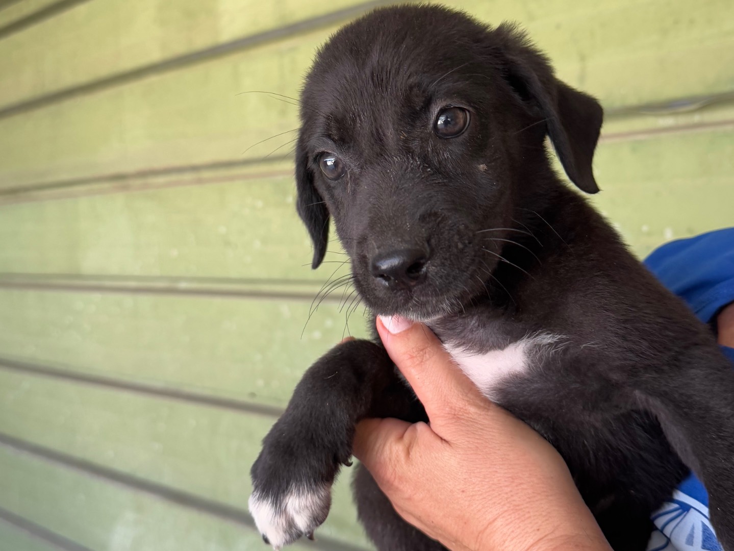 Adotta un cane, maschio, 2 mesi, Napoli