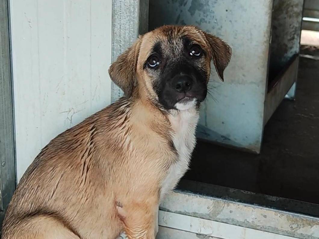 Adozione cane, femmina, Pastore tedesco Razza sconosciuta, 3 mesi, taglia media contenuta, Trapani