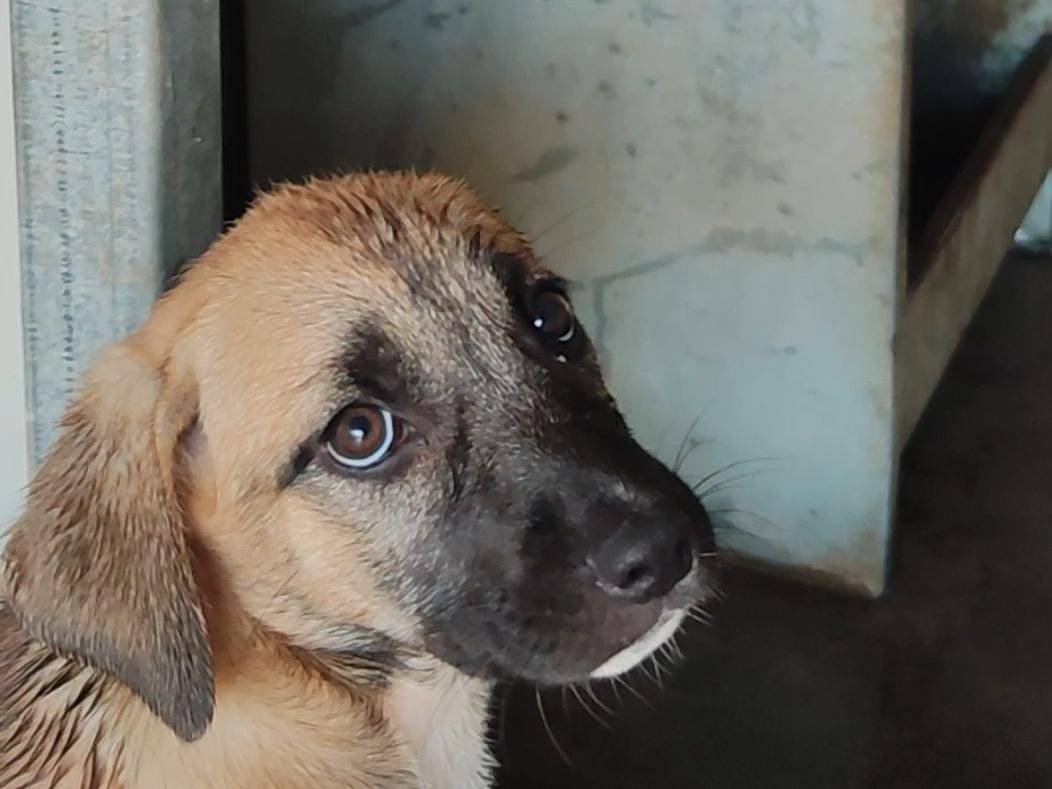 Adotta un cane, femmina, 3 mesi, Trapani