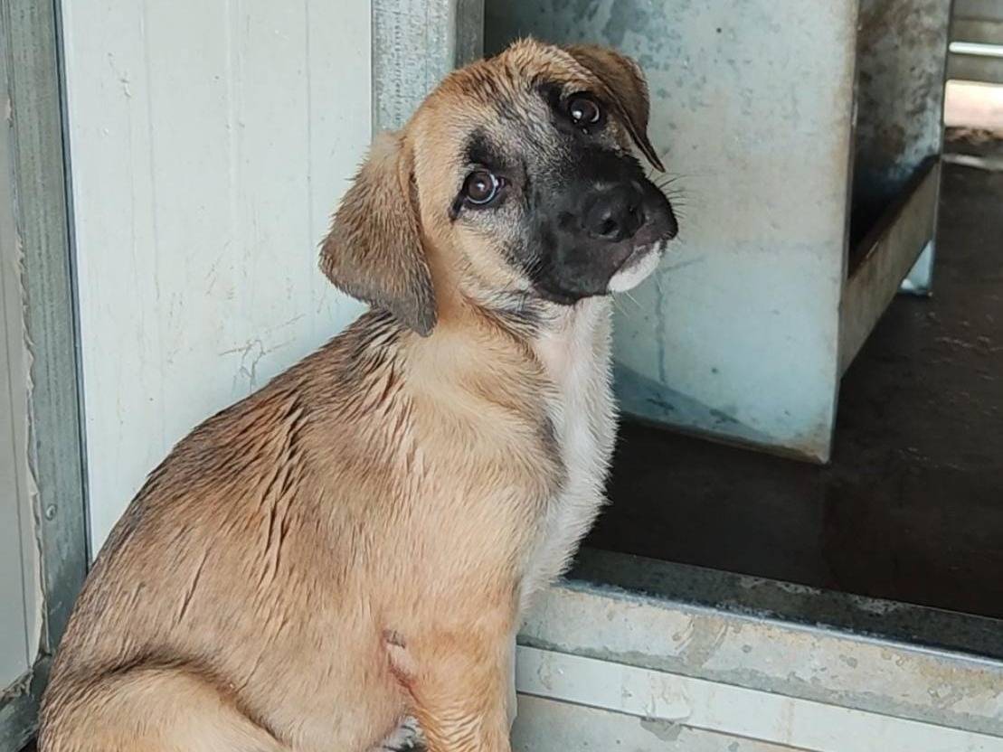 Adotta un cane, taglia media contenuta, femmina, Trapani