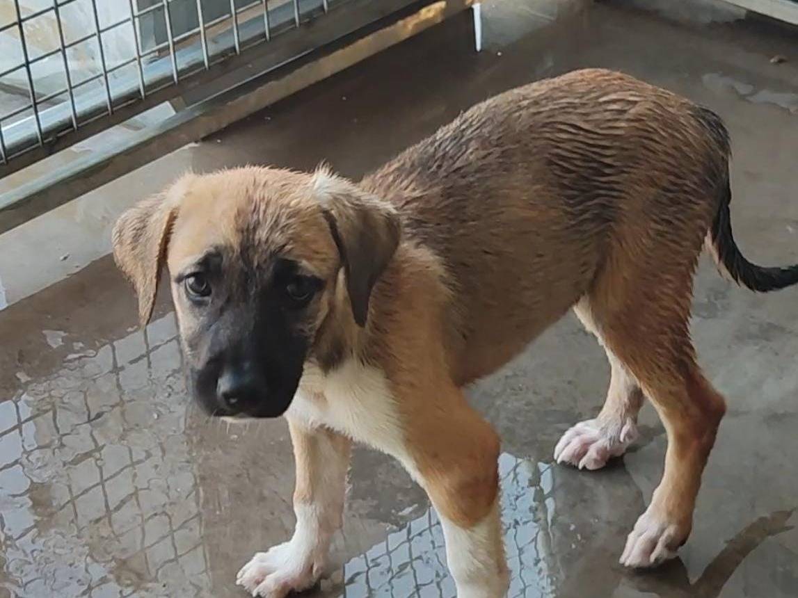 Vuoi adottare un cane a Trapani?