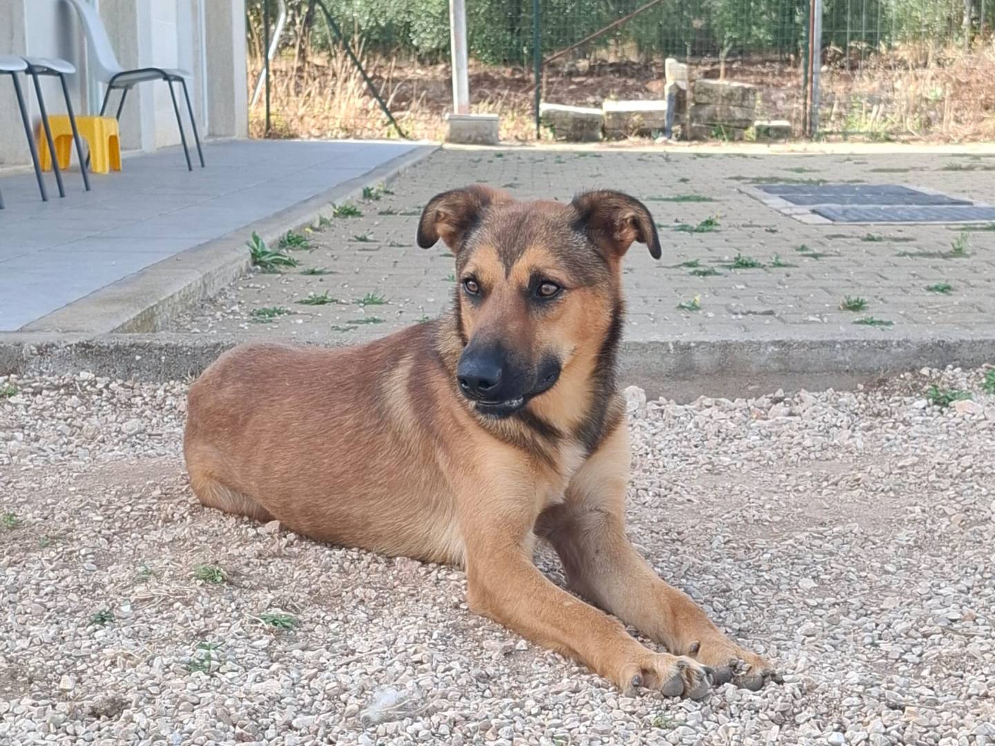 Adotta un cane, maschio, 9 mesi, Genova
