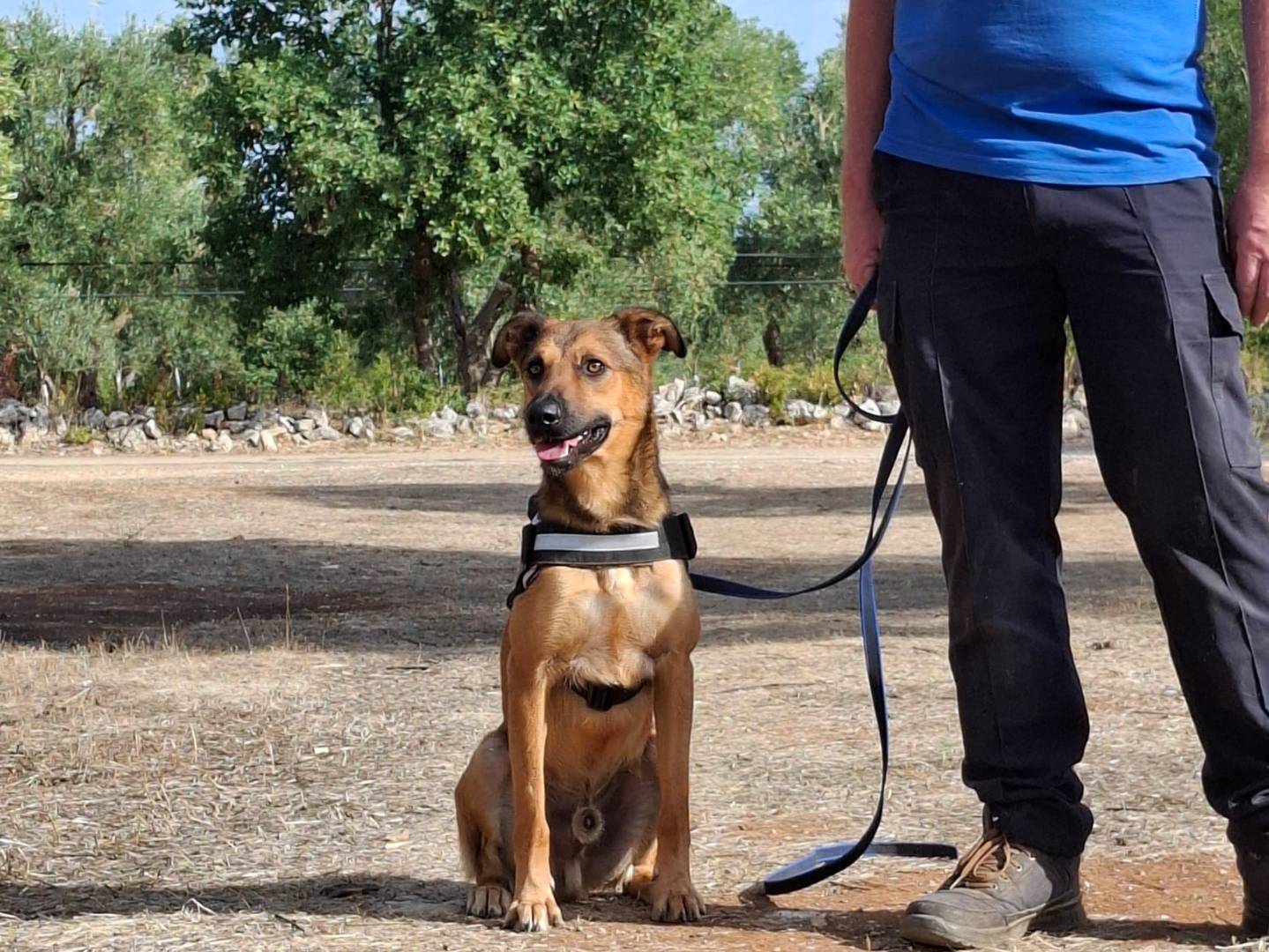 Adotta un cane, taglia media, maschio, Genova