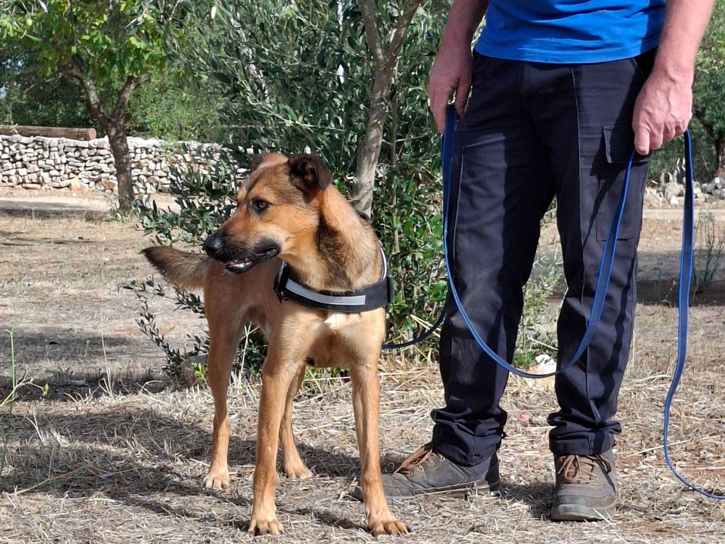 Vuoi adottare un cane a Genova?