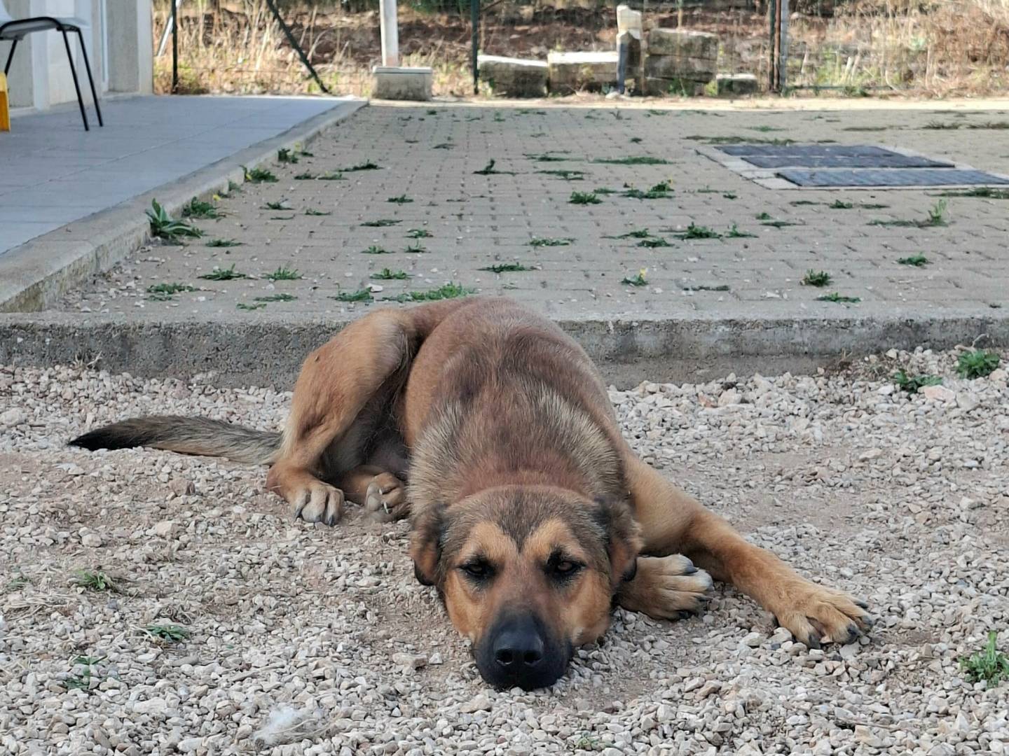 Adotta il cane Aladin a Genova