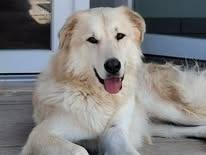 Adozione cane, maschio, Razza sconosciuta Razza sconosciuta, 3 anni e 1 mese, taglia grande, Milano