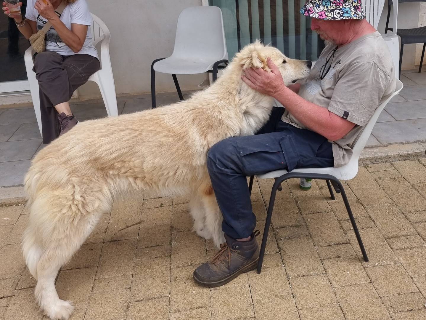 Adotta un cane, maschio, 3 anni e 1 mese, Milano
