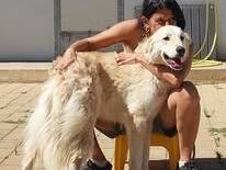 Adotta un cane, taglia grande, maschio, Milano