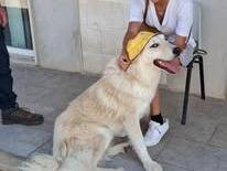 Vuoi adottare un cane a Milano?
