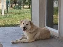 Adotta il cane Patrick a Milano