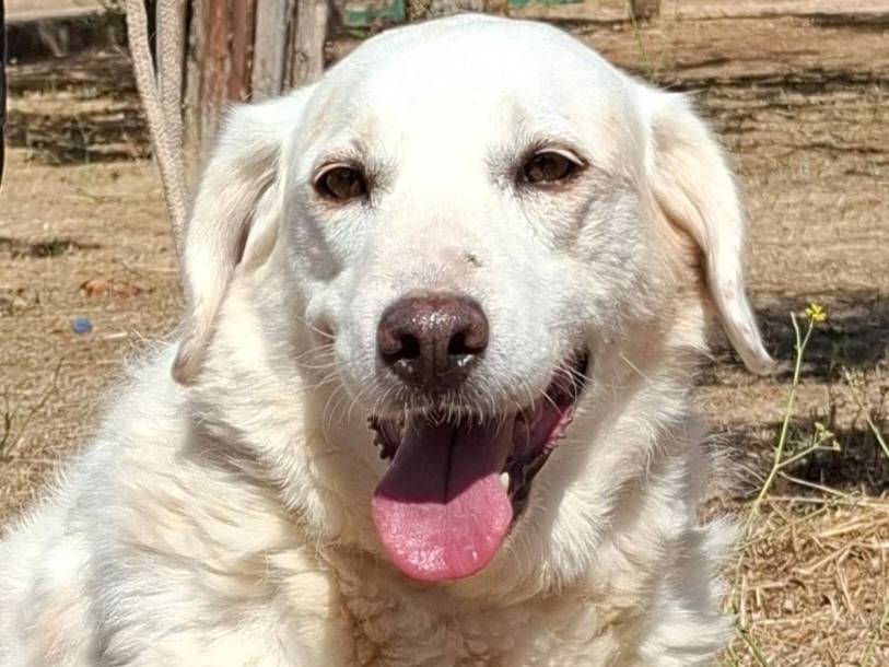 Adozione cane, femmina, Razza sconosciuta Razza sconosciuta, 10 anni e 1 mese, taglia media, Piacenza