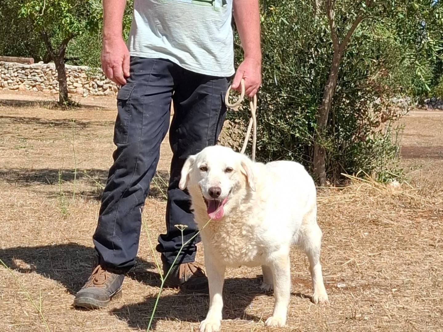 Adotta un cane, femmina, 10 anni e 1 mese, Piacenza