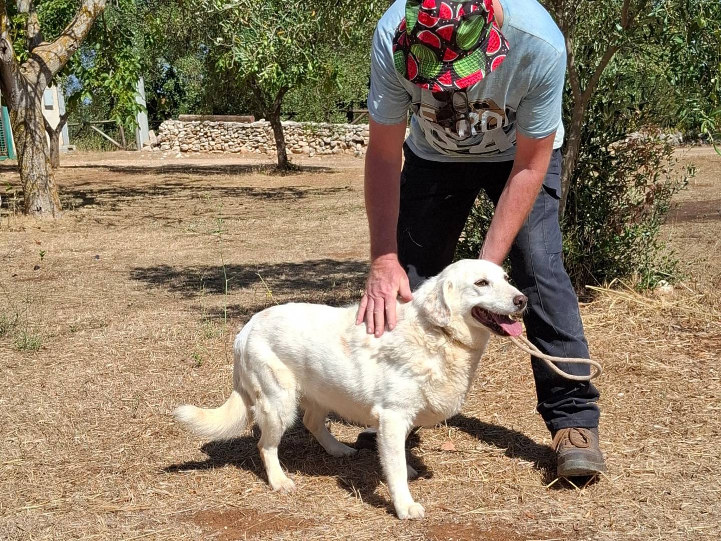 Vuoi adottare un cane a Piacenza?