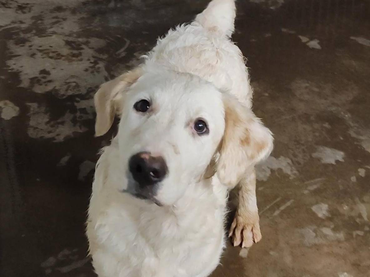 Adozione cane, maschio, Razza sconosciuta Razza sconosciuta, 2 mesi, taglia grande, Trapani