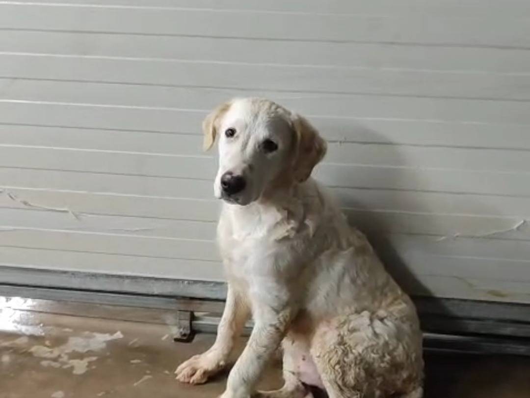 Adotta un cane, maschio, 2 mesi, Trapani