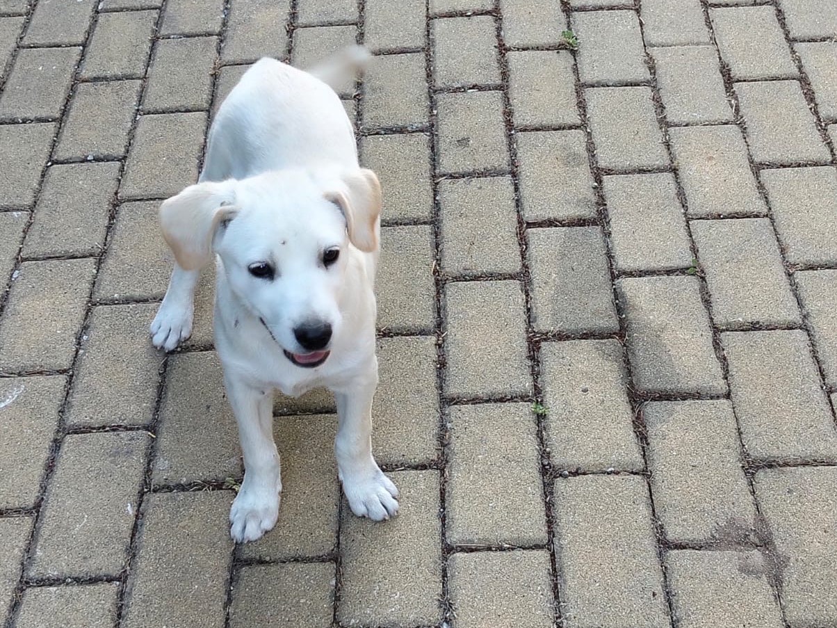 Adozione cane, femmina, Razza sconosciuta Razza sconosciuta, 6 mesi, taglia media, Ragusa