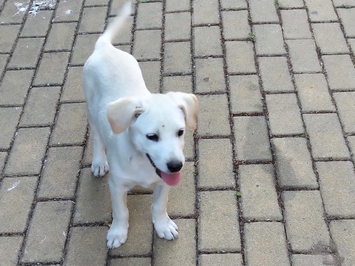 Adotta un cane, femmina, 6 mesi, Ragusa