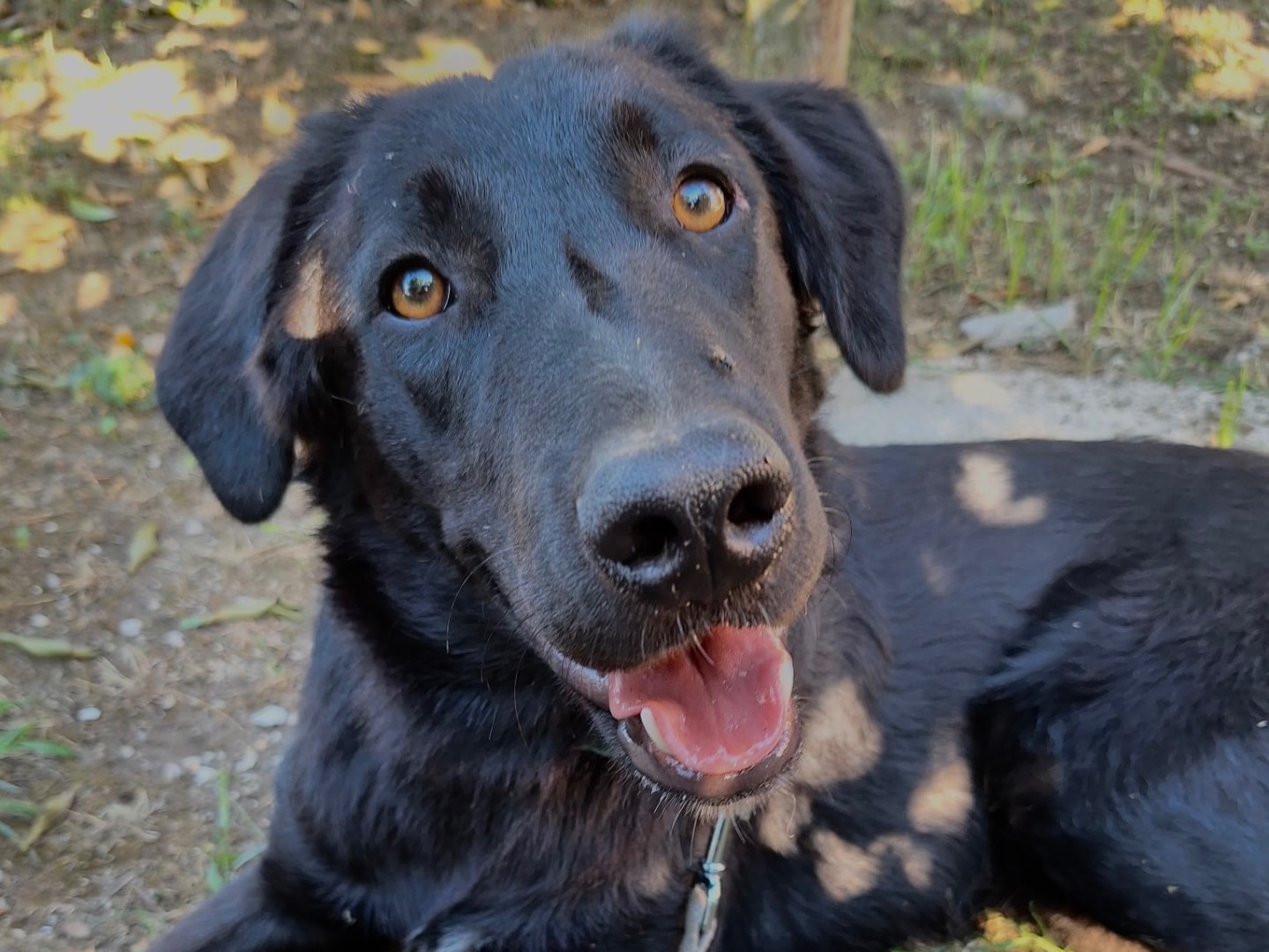 Adozione cane, maschio, Razza sconosciuta Razza sconosciuta, 7 mesi, taglia media, Napoli