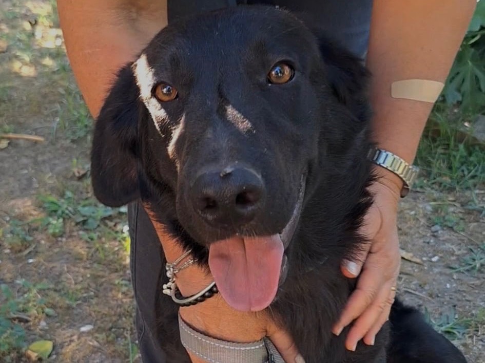 Adotta un cane, maschio, 7 mesi, Napoli