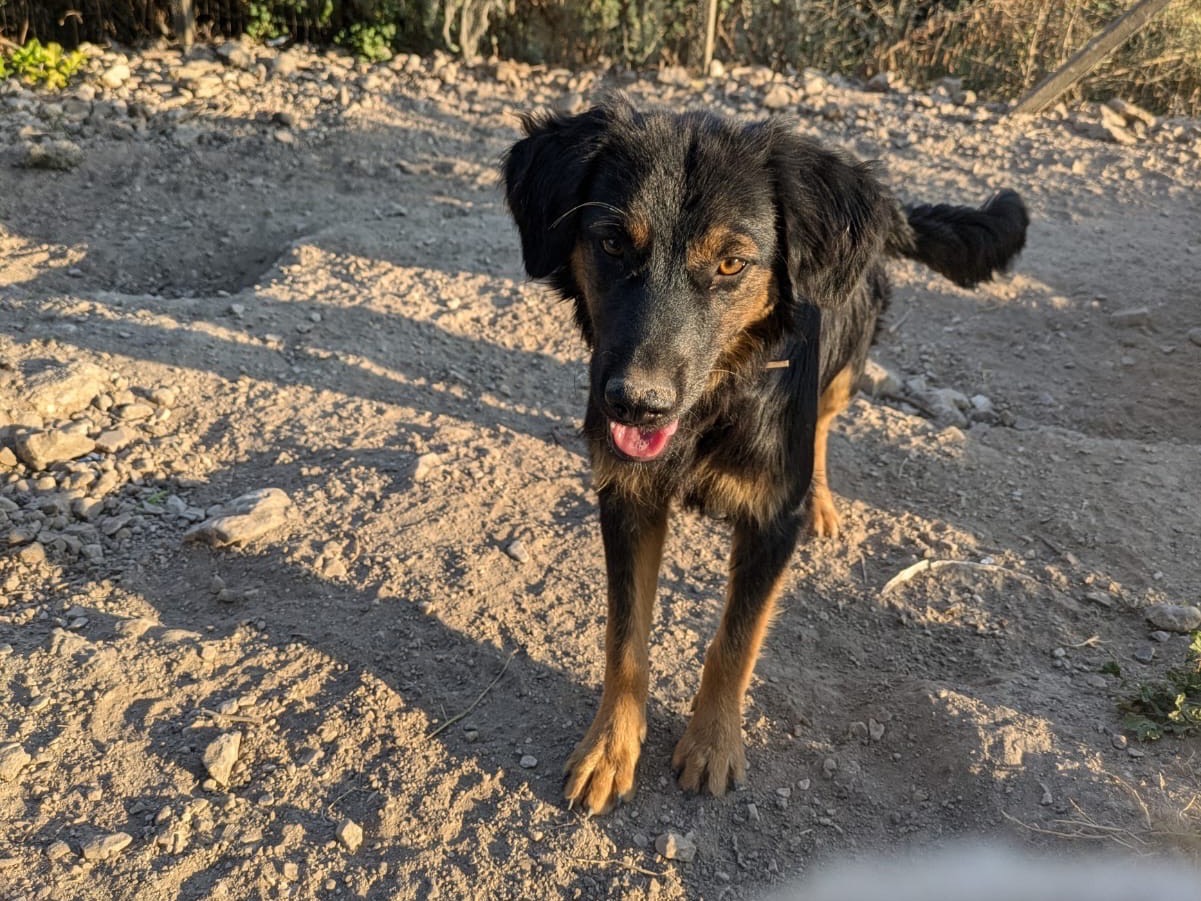 Adotta un cane, maschio, 7 mesi, Ragusa