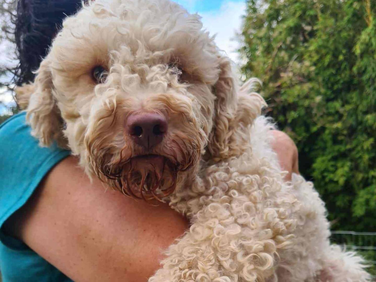 Adozione cane, femmina, Lagotto Razza sconosciuta, 2 anni e 1 mese, taglia media contenuta, Firenze