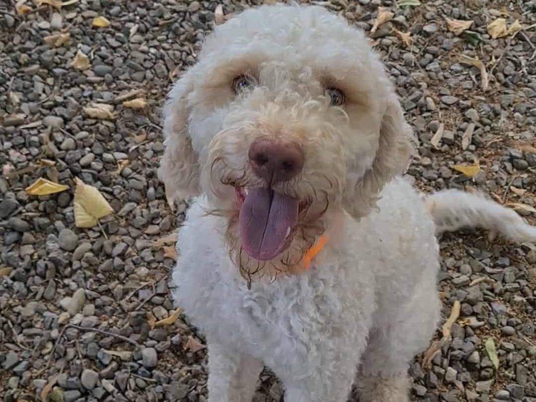 Adotta un cane, femmina, 2 anni e 1 mese, Firenze