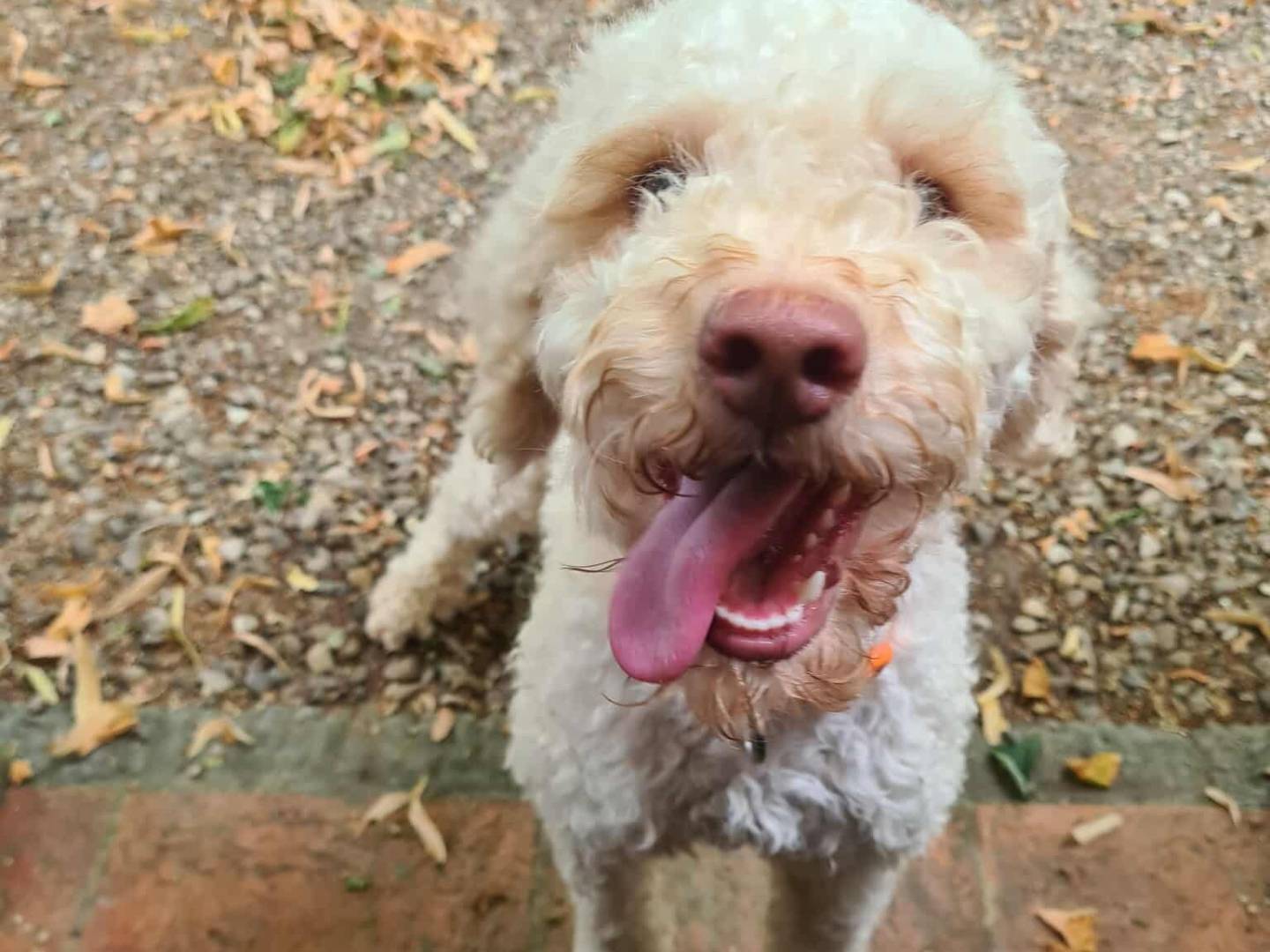 Vuoi adottare un cane a Firenze?