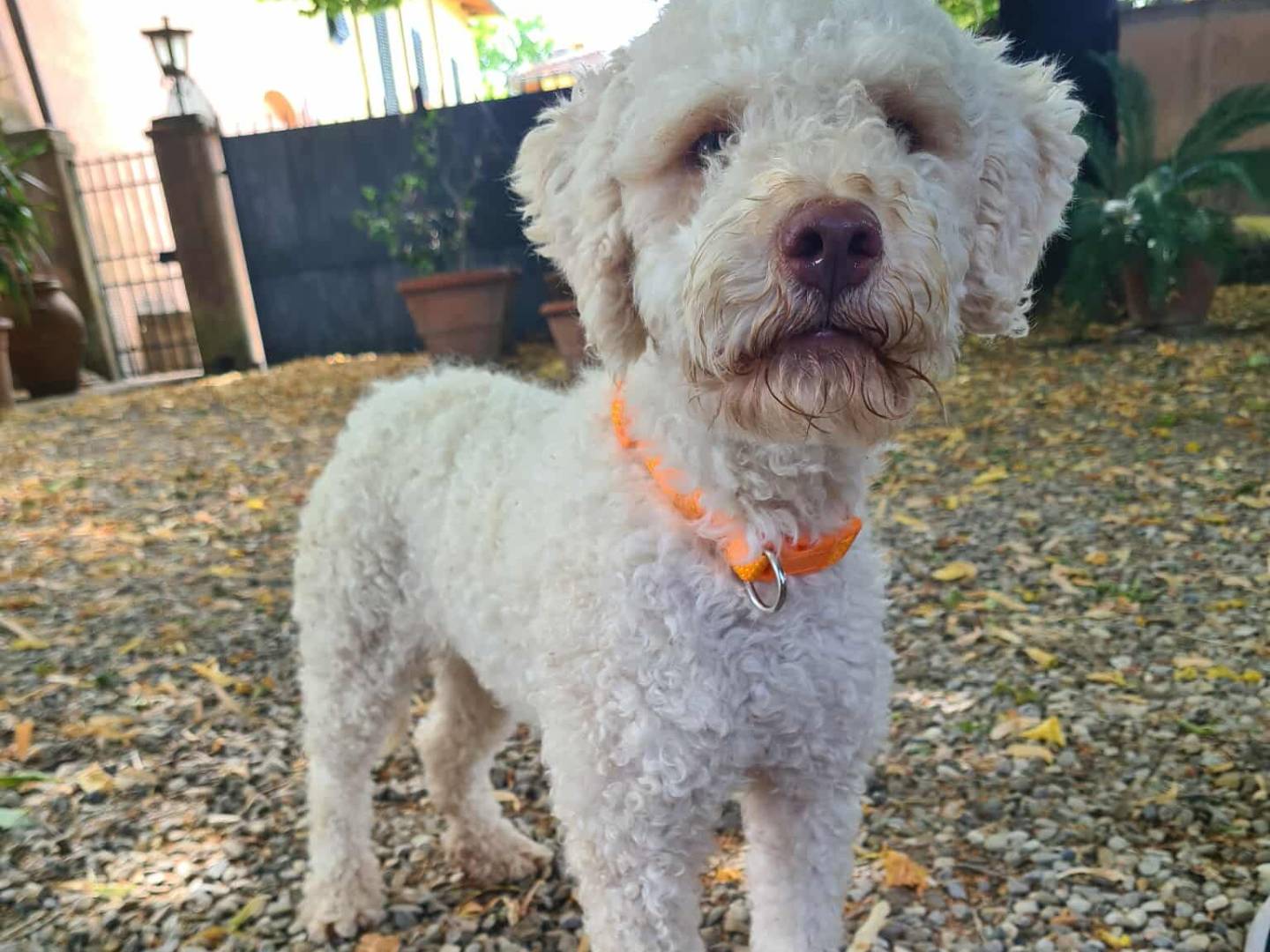 Adotta il cane ISOTTA a Firenze