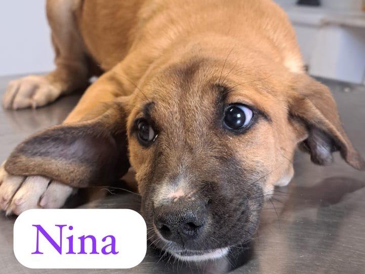 Adozione cane, femmina, Razza sconosciuta Razza sconosciuta, 6 mesi, taglia media, Ragusa