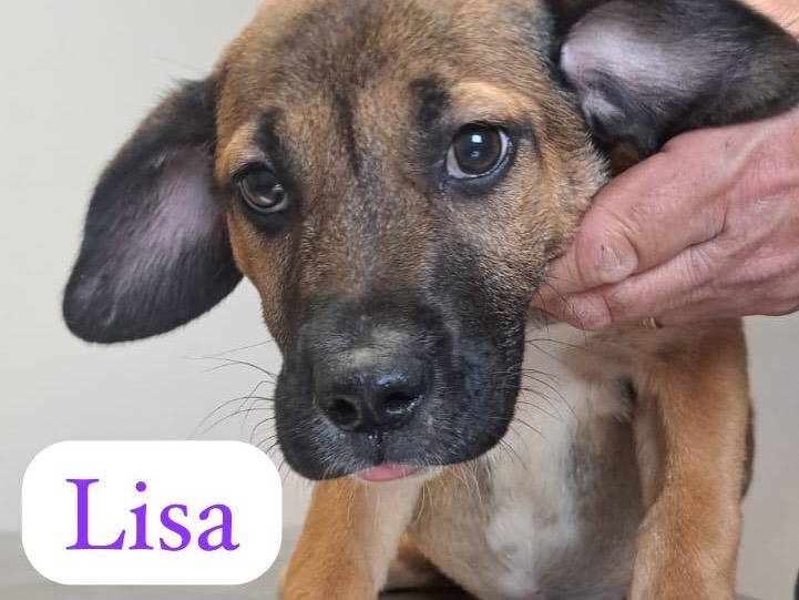 Adozione cane, femmina, Razza sconosciuta Razza sconosciuta, 6 mesi, taglia media, Ragusa