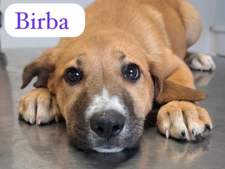 Adozione cane, femmina, Razza sconosciuta Razza sconosciuta, 6 mesi, taglia media, Ragusa