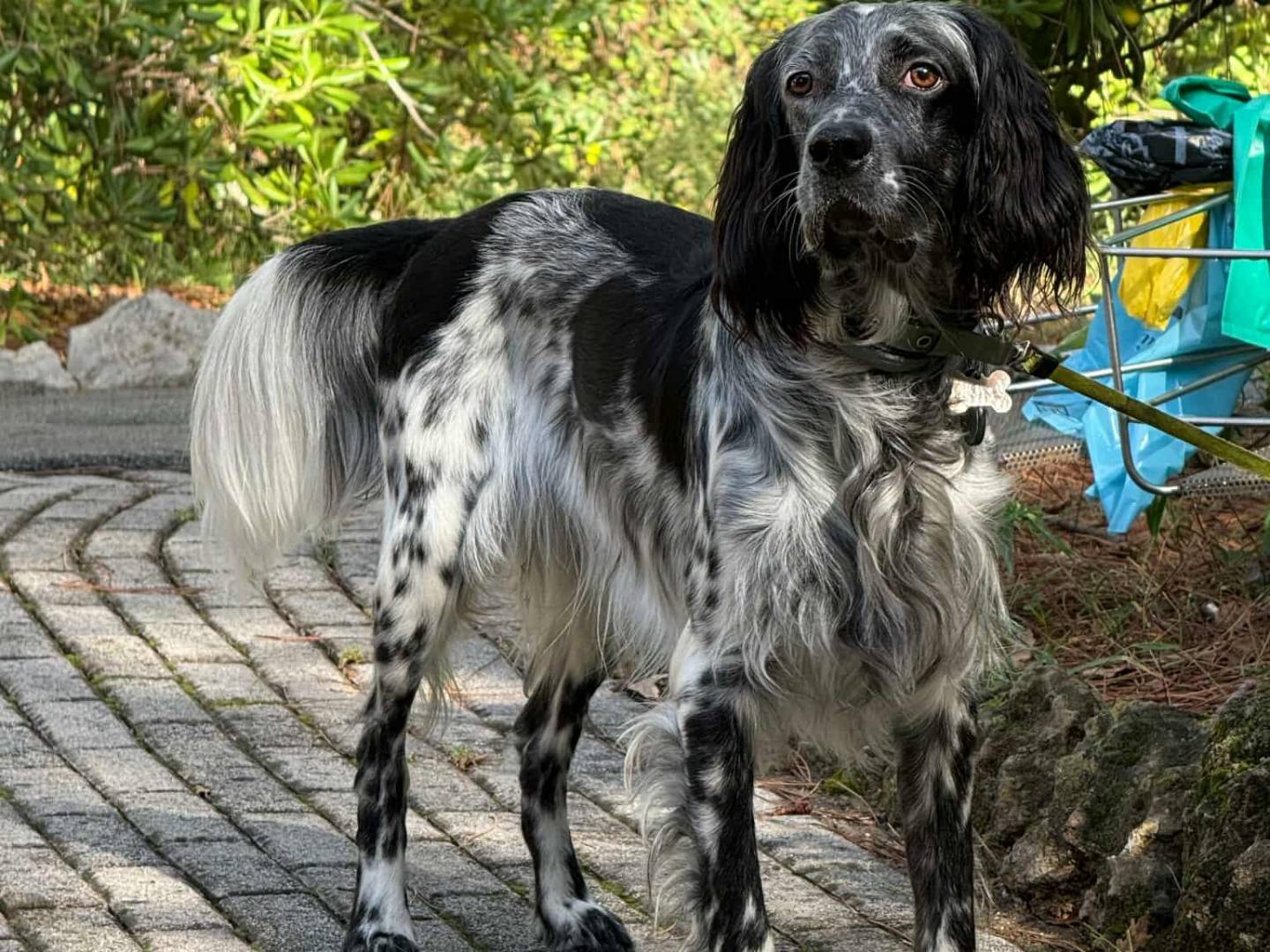Adozione cane, maschio, Setter Inglese Razza sconosciuta, 2 anni, taglia media, Firenze