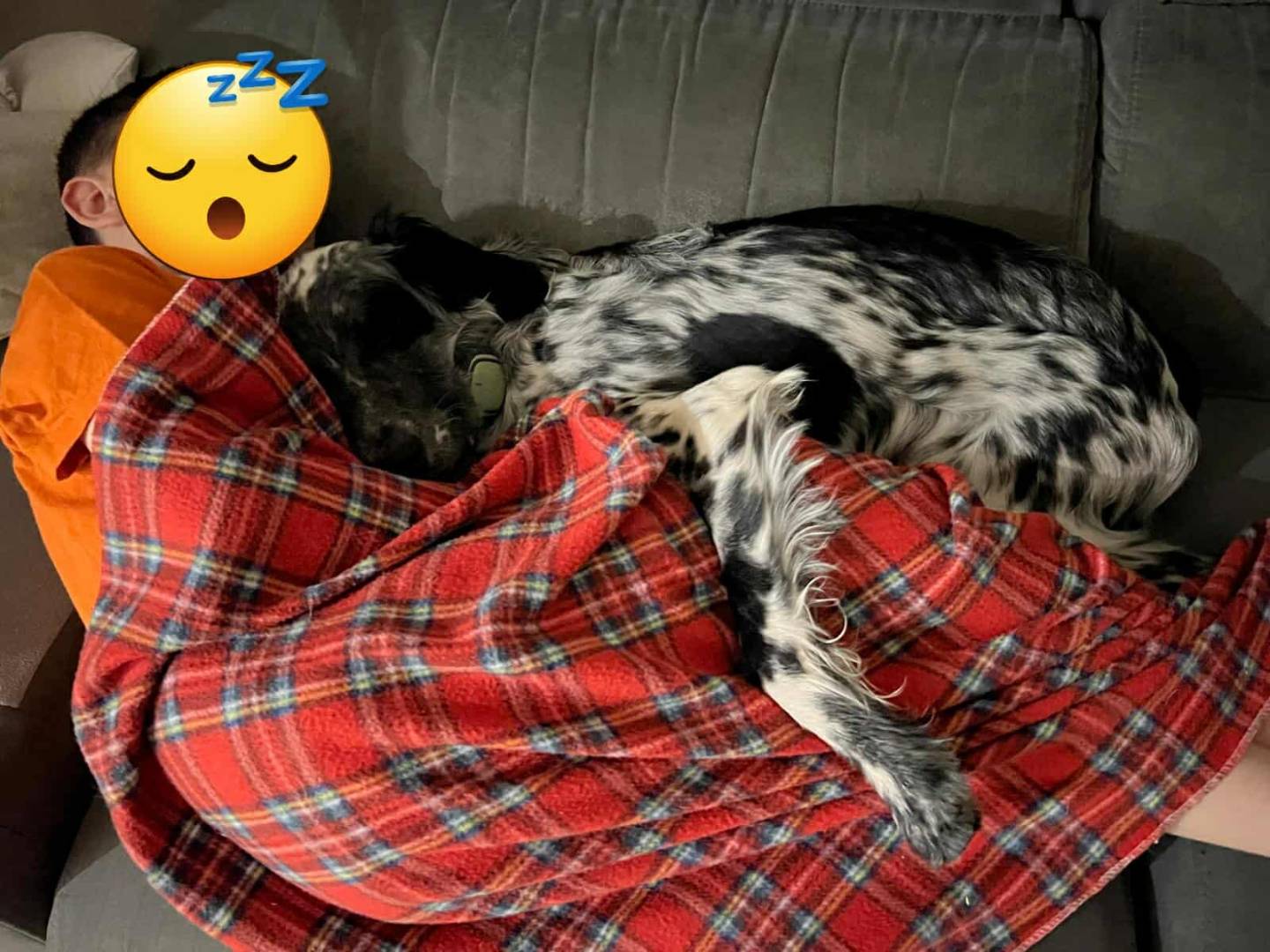 Adotta un cane, taglia media, maschio, Firenze