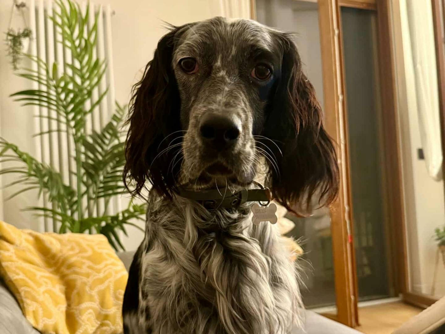 Adotta il cane GINO a Firenze