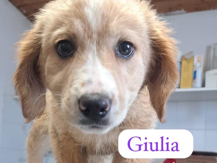 Adozione cane, femmina, Razza sconosciuta Razza sconosciuta, 6 mesi, taglia media, Ragusa