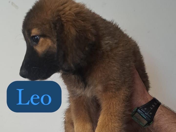 Adozione cane, femmina, Razza sconosciuta Razza sconosciuta, 6 mesi, taglia media, Ragusa