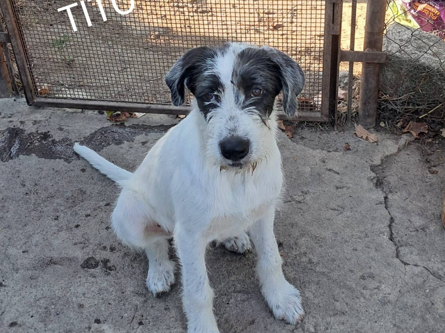 Adozione cane, maschio, Spinone Razza sconosciuta, 5 mesi, taglia media, Siracusa