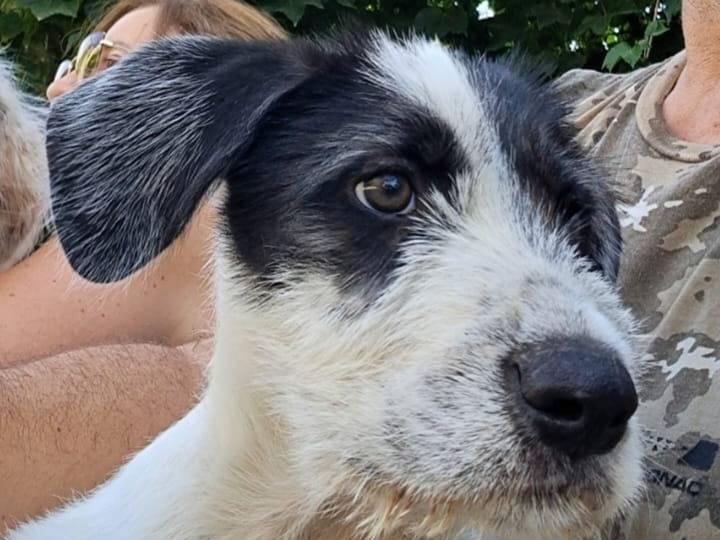 Adotta un cane, maschio, 5 mesi, Siracusa