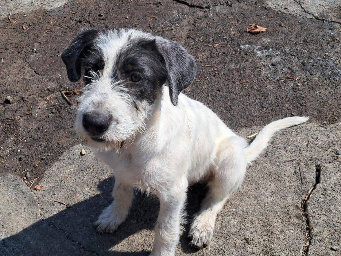Adotta un cane, taglia media, maschio, Siracusa
