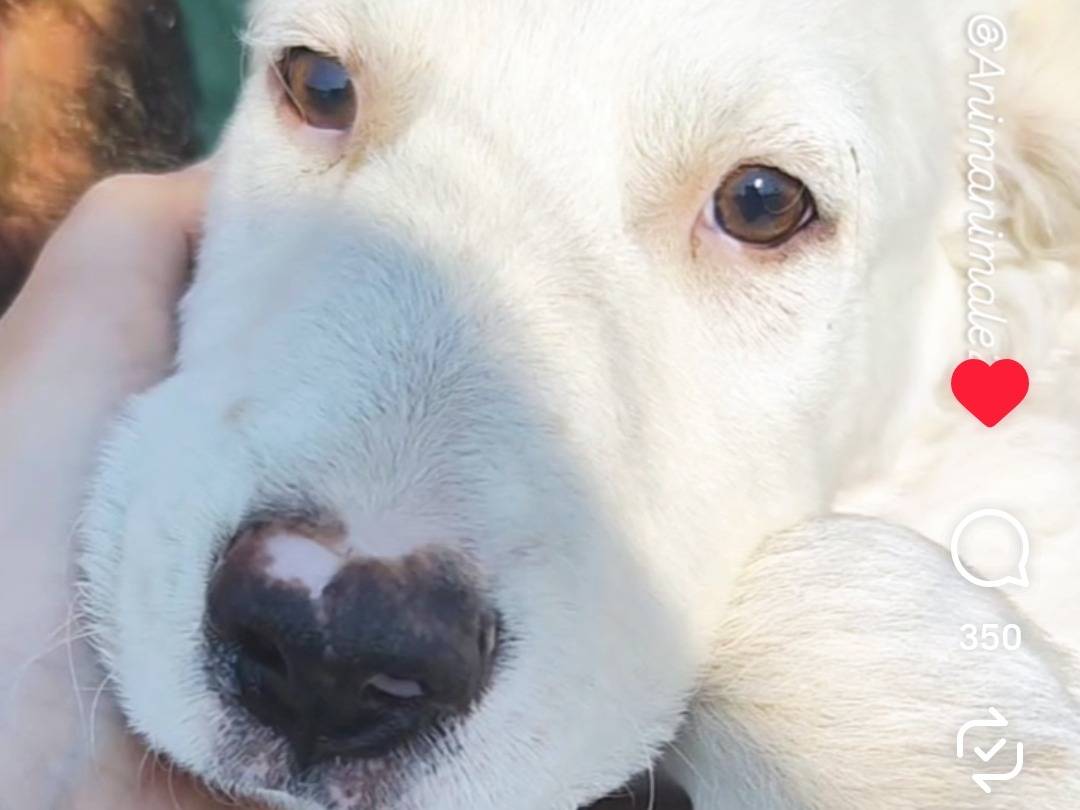 Adotta un cane, taglia grande, maschio, Trapani