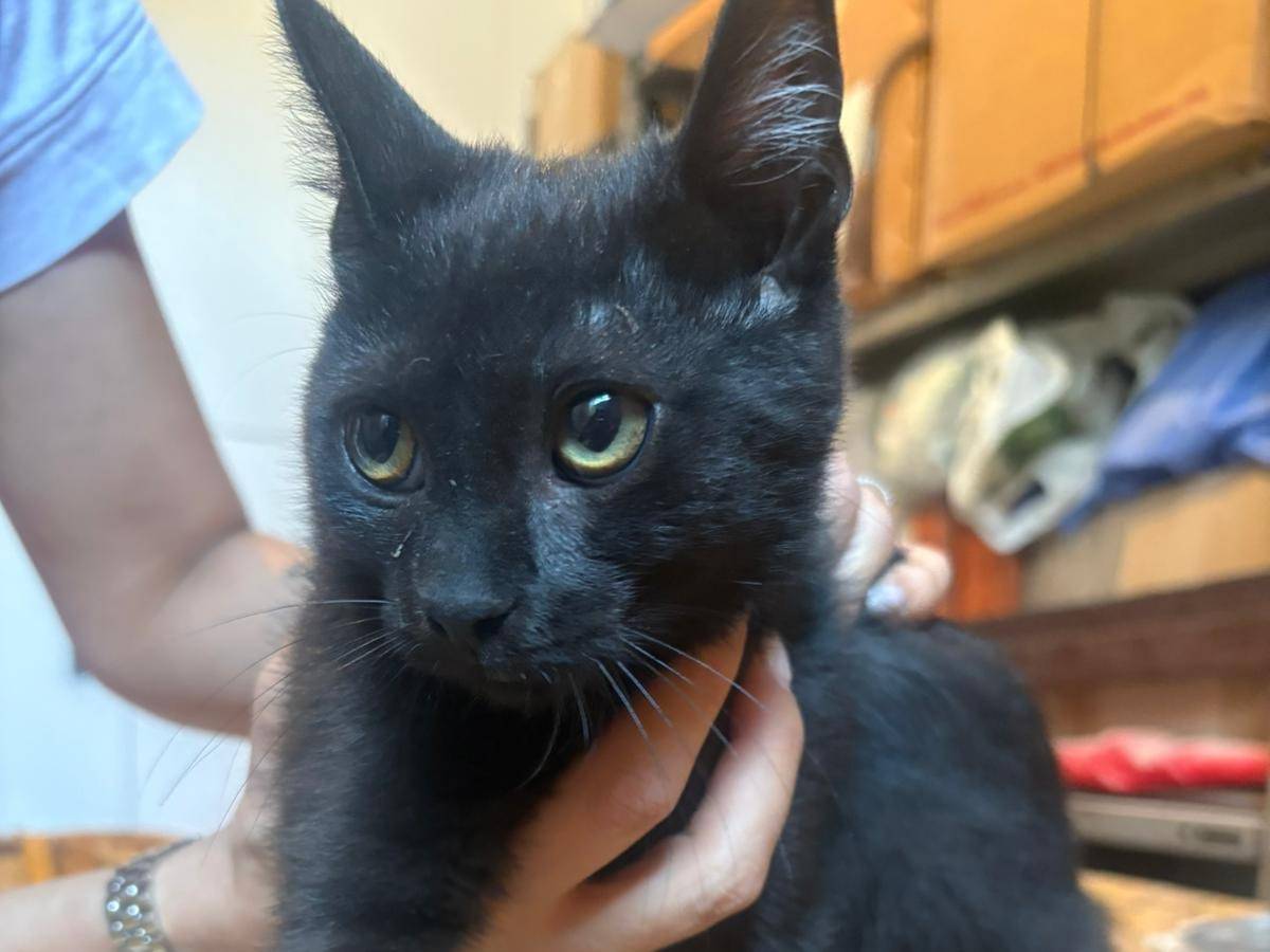 Adozione gatto, femmina, Razza sconosciuta Razza sconosciuta, 6 mesi, taglia non valida, Potenza