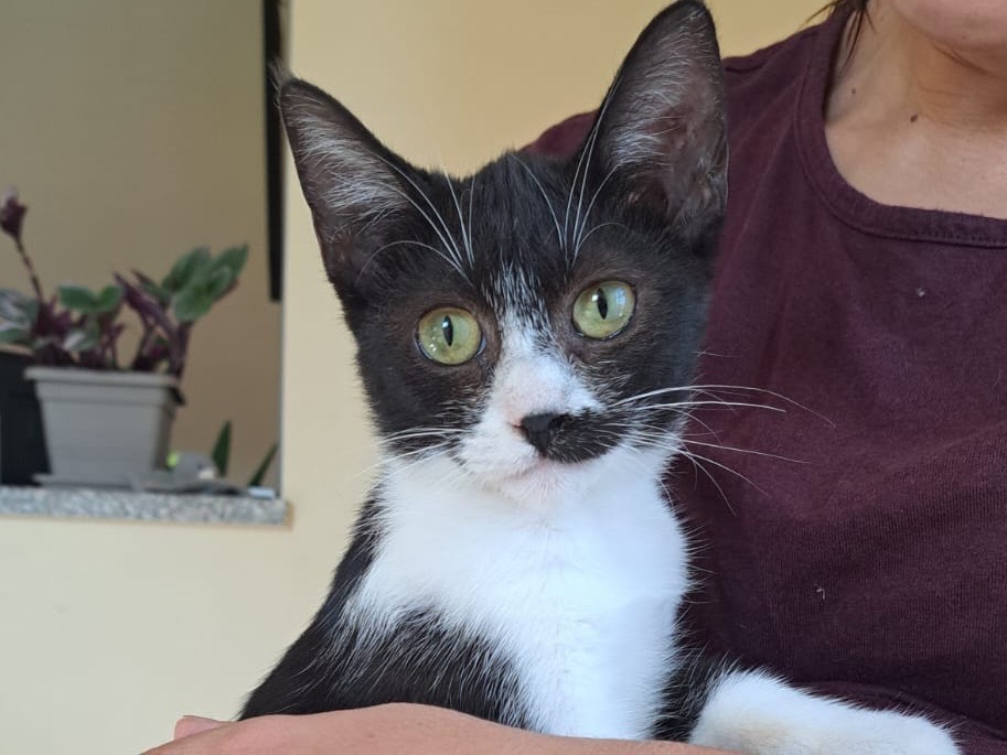 Adozione gatto, femmina, Razza sconosciuta Razza sconosciuta, 4 mesi, taglia non valida, Milano